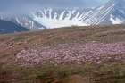 Norway, Svalbard. Moss campion pink wildflower and tundra on hillside. Art Print